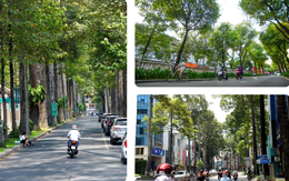 Để TP.HCM sớm là thành phố xanh: Mỗi người trồng 1 cây xanh, được không?
