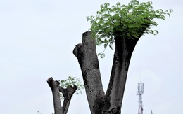 'Khám chữa bệnh' cho cây xanh đô thị