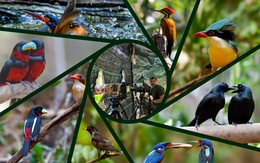 Việt Nam là miền đất hứa mới cho người mê chim