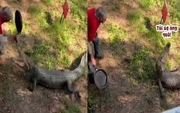 Cá sấu ăn nguyên cái chảo vào đầu cuống cuồng bỏ chạy
