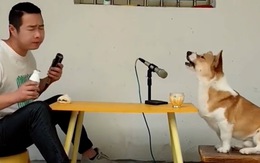 Video hài nhất tuần qua: Chú chó ngồi hát song ca với ông chủ