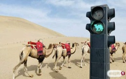 Lắp đèn giao thông cho lạc đà trong sa mạc