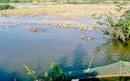 Lời kêu cứu từ đất khát - Kỳ cuối: Nông dân Việt tiết kiệm nước ngay vùng sông nước