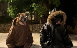 Hai chú chó được sen cho mặc thời trang siêu ngầu
