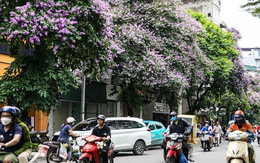 Hoa bằng lăng phủ tím nhiều con đường Hà Nội