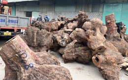 Quảng Nam bắt quả tang 5 xe đầu kéo chở gỗ xá xị trái phép