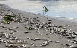 Gom hàng trăm kg cá nước ngọt chết trên bờ biển Đà Nẵng