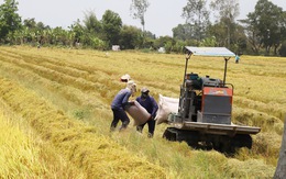 Thương lái mua lúa dùng những 'chiêu' gì để ép nông dân?