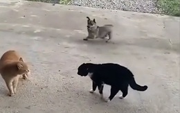 Chú chó cổ vũ nhiệt tình cho hai con mèo đánh nhau
