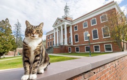 Chú mèo được đại học Mỹ trao bằng tiến sĩ