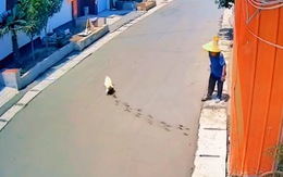 Thợ xây chán không buồn nói khi chú chó chạy vào đường bê tông vừa đổ