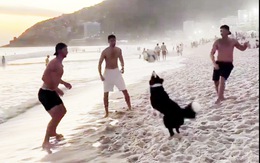 Chú chó chơi bóng cực đỉnh trên bãi biển
