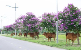 Ảnh vui 25-5: Mỗi cây bằng lăng có một 'nàng thơ'