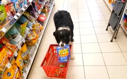 Chú chó giúp ông chủ tính tiền khi đi siêu thị