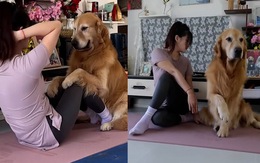 Chú chó chăm chỉ tập yoga với cô chủ