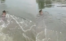 Chú chó bơi xuống ao giúp sen thả lưới bắt cá