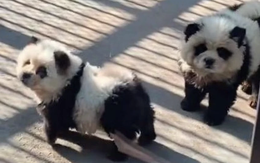 Sở thú Trung Quốc nhuộm tóc cho chó thành gấu trúc