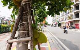 Cây ăn quả mít, xoài trĩu quả trên các tuyến phố trung tâm Hải Phòng, Quảng Ninh