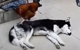 Husky nổi cáu vì gà trống quậy phá không cho ngủ