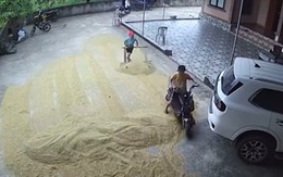 Hai bé trai dùng xe đạp điện để cào lúa chạy mưa ở Nghệ An