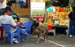 'Chúa sơn lâm' xuống phố xin đồ ăn