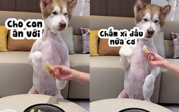 Chú chó đòi ăn sủi cảo chấm xì dầu siêu hài hước