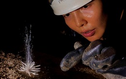 Phát hiện loài sinh vật lạ chưa từng thấy trong hang động ở Phong Nha