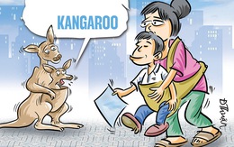 Thế hệ kangaroo đi thi