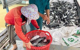 Hàng chục tấn cá lăng đặc sản chết trắng bụng trên hồ thủy điện Ialy