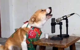 Chú chó hát karaoke đúng nhịp