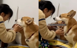 Chú chó corgi buồn bã vì nghĩ cô chủ hết thương mình