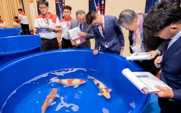 Gần 600 con cá koi tham gia cuộc thi ‘hoa hậu’ cá, có con trị giá hơn 1 tỉ đồng