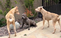 Hai chú chó hết hổ báo vì bắt nạt nhầm pitbull