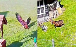 Những con đại bàng bị đánh hội đồng khi sà xuống vườn bắt gà