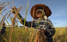 Thái Lan hỗ trợ chi phí phân bón cho nông dân