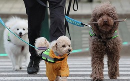Chó vừa đi dạo vừa tuần tra mà phá bao nhiêu án ở Hàn Quốc