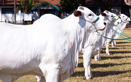Brazil ra mắt con bò lấy thịt giá 4 triệu USD