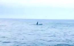 Cá voi xuất hiện ở biển Quy Nhơn