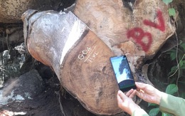 Rừng phòng hộ ở Quảng Nam bị cưa mất 13 cây gỗ nghiến quý hiếm