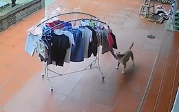 Chú chó kéo sào phơi đồ vào nhà khi trời mưa