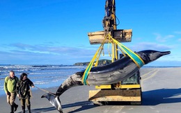 Cá voi hiếm nhất thế giới dạt vào bờ biển New Zealand