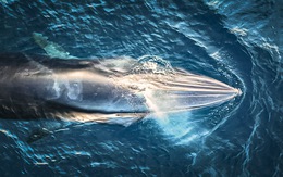 Xuất hiện cá voi lớn săn mồi trên biển Bình Định