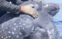 Rùa da nặng 200kg mắc lưới được ngư dân thả lại xuống biển