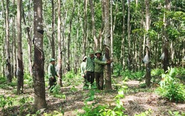 Gia Lai nói đang điều tra vụ 360ha cao su trong đất rừng phòng hộ