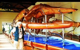 Người phục dựng nhiều bộ xương cá voi khổng lồ