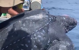Video rùa da nặng 200kg mắc lưới được ngư dân Quảng Nam thả lại xuống biển