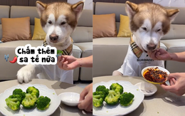 Chú chó đòi ăn rau chấm sa tế siêu hài