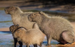Bạn trẻ 'vỡ mộng' sau khi gặp con Capybara ở đời thực
