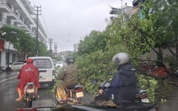 Bão số 2 suy yếu thành áp thấp nhiệt đới, Quảng Ninh nhiều nơi cây ngã đổ