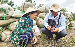 Cơ hội lớn cho xuất khẩu gạo Việt